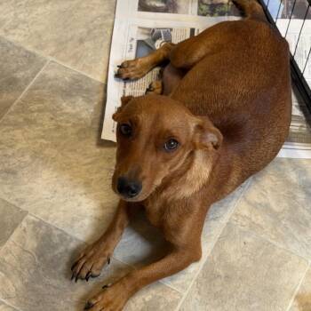 Mama Pretzel -  Chihuahua and Dachshund Dog for Adoption in San Pablo, California - Mama Pretzel | PetCurious