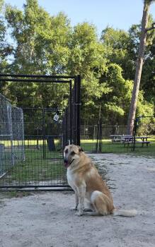 BoBear -  Anatolian Shepherd Dog for Adoption in Pensacola, Florida - BoBear | PetCurious