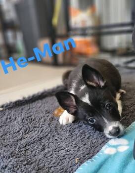 Australian Shepherd Dogs Available for Adoption in Newport, Kentucky - He-Man | PetCurious