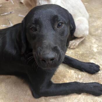 Meda -  Labrador Retriever and Mixed Breed Dog for Adoption in West Point, Mississippi - Meda | PetCurious