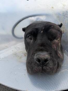 COOKIE -  Cane Corso Dog for Adoption in Indianapolis, Indiana - COOKIE | PetCurious