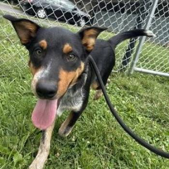 Maverick -  Australian Cattle Dog Blue Heeler Dog for Adoption in Philadelphia, Pennsylvania - Maverick | PetCurious