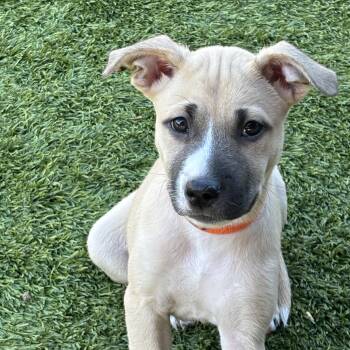 Audrey -  Labrador Retriever Dog for Adoption in San Antonio, Texas - Audrey | PetCurious