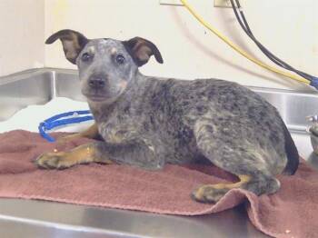 Australian Cattle Dog Blue Heeler Dogs Available for Adoption in Sacramento, California - KYLIE | PetCurious