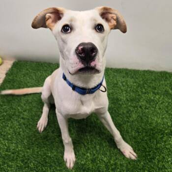 Caesar -  Mixed Breed Dog for Adoption in Columbia, Missouri - Caesar | PetCurious