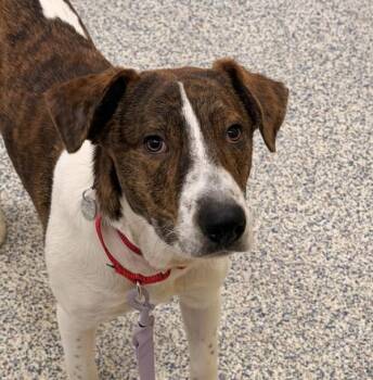 Pointer Dogs Available for Adoption in Golden, Colorado - Little | PetCurious