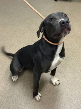 Rescue Mixed Breed Dogs for Adoption in Chamblee, Georgia - Scarlett | PetCurious