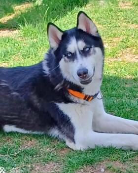 Siberian Husky Dogs Available for Adoption in Hagerstown, Maryland - LUPO | PetCurious