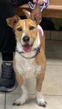 Affenpinscher Dogs Available for Adoption - Nichi | PetCurious