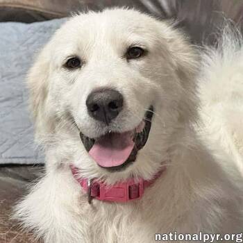 Cinderella in OH - Princess Pyr Sweetheart -  Great Pyrenees Dog for Adoption in Beacon, New York - Cinderella In OH - Princess Pyr Sweetheart | PetCurious
