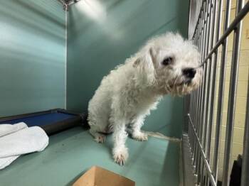 Mini Mallow -  Mixed Breed Dog for Adoption in New York, New York - Mini Mallow | PetCurious