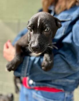 Shepherd and Mixed Breed Dogs Available for Adoption - Jet | PetCurious