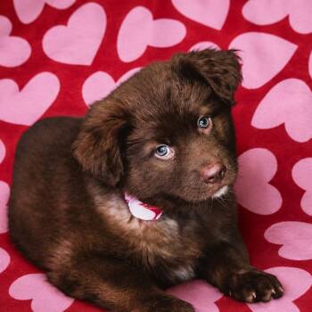 Kira Ohana - Adoption PENDING -  Australian Shepherd and Mixed Breed Dog for Adoption in Scottsdale, Arizona - Kira Ohana - Adoption PENDING | PetCurious