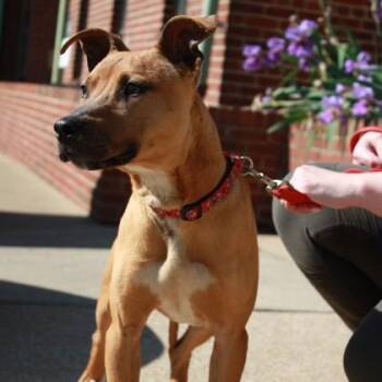 Pit Bull Terrier and Mixed Breed Dogs Available for Adoption in Richmond, Virginia - Honeydew | PetCurious