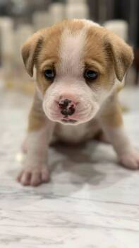 Rooster (Orphan Annie Litter) -  Beagle and Corgi Dog for Adoption in Mt. Juliet, Tennessee - Rooster (Orphan Annie Litter) | PetCurious