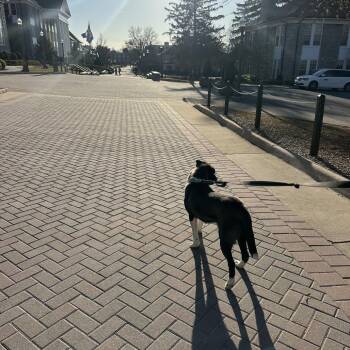 Akita Dogs Available for Adoption - Miller | PetCurious