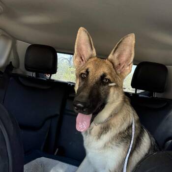 Rescue German Shepherd Dog Dogs for Adoption in Tulsa, Oklahoma - Freya | PetCurious