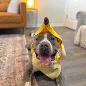 American Bulldog and Pit Bull Terrier Dogs Available for Adoption - Meatball Most Gentle Boy | PetCurious