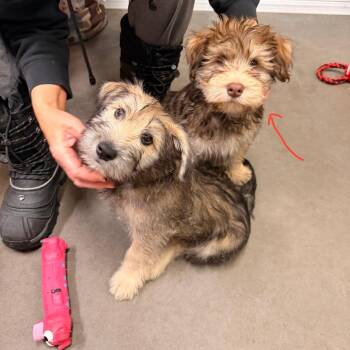 Terrier and Mixed Breed Dogs Available for Adoption - Jeeves | PetCurious