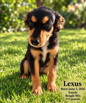 LEXUS - 4 MONTH FEMALE BEAGLE MIX - PETCO, 5011 E. RAY ROAD, PHX -  Beagle Dog for Adoption in Mesa, Arizona - LEXUS - 4 MONTH FEMALE BEAGLE MIX - PETCO, 5011 E. RAY ROAD, PHX | PetCurious