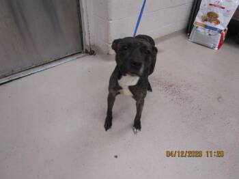 Pit Bull Terrier Dogs Available for Adoption in Marietta, Georgia - Stormi(313) | PetCurious