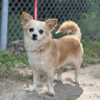 Chihuahua and Pomeranian Dogs Available for Adoption in Madisonville, Texas - Butterscotch | PetCurious