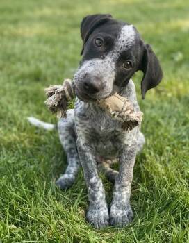 Arnie -  German Shorthaired Pointer and Border Collie Dog for Adoption in Crown Point, Indiana - Arnie | PetCurious
