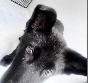 German Shepherd Dog Dogs Available for Adoption - A651553 | PetCurious