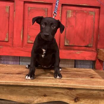 Mixed Breed Dogs Available for Adoption in Midland, Texas - FWT Chanel | PetCurious