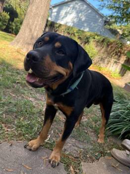Rescue Rottweiler Dogs for Adoption in Houston, Texas - River And Willow | PetCurious