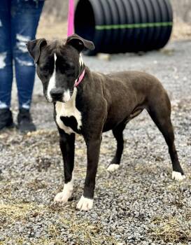 Pit Bull Terrier Dogs Available for Adoption - Cassie  | PetCurious