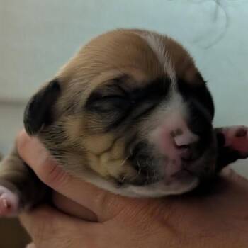 Mixed Breed Dogs Available for Adoption in Durham, North Carolina - Mini | PetCurious