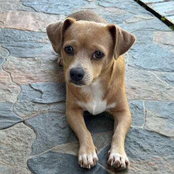 Finn - Your Gentle, Loving Companion -  Chihuahua Dog for Adoption in Sugar Land, Texas - Finn - Your Gentle, Loving Companion | PetCurious