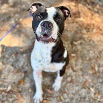 Rescue Mixed Breed Dogs for Adoption in Milton, Florida - Zeus | PetCurious