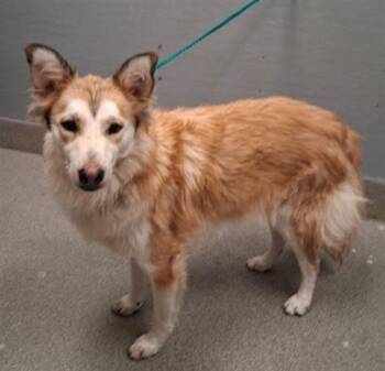 OSO -  Husky Dog for Adoption in Las Vegas, Nevada - OSO | PetCurious