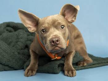 TANK -  English Bulldog and Pit Bull Terrier Dog for Adoption in Phoenix, Arizona - TANK | PetCurious