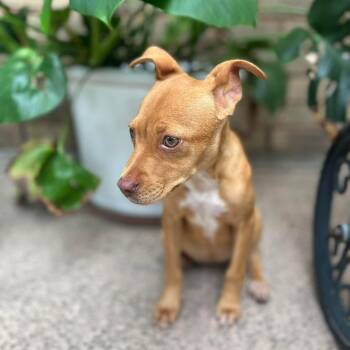 Labrador Retriever Dogs Available for Adoption in Humble, Texas - Annie | PetCurious