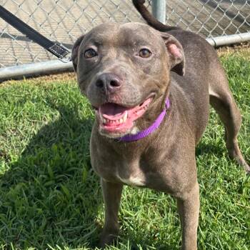 Rescue Pit Bull Terrier Dogs for Adoption in Eagle, Idaho - Jenna **Courtesy Post. Out Of Town Pet. See Below For Details** | PetCurious