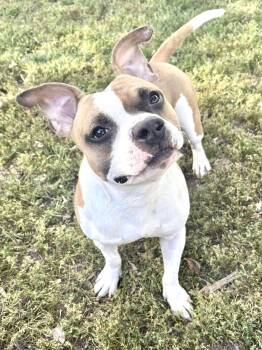 Rescue Pit Bull Terrier Dogs for Adoption in Chicago, Illinois - Biscotti | PetCurious