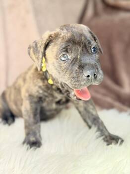 Labrador Retriever and Pit Bull Terrier Dogs Available for Adoption in Pleasant Hill, California - Dusty | PetCurious