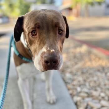 Bandito -  Mixed Breed and Pit Bull Terrier Dog for Adoption in Salt Lake City, Utah - Bandito | PetCurious