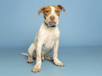 NUTMEG -  Australian Cattle Dog Blue Heeler Dog for Adoption in Phoenix, Arizona - NUTMEG | PetCurious