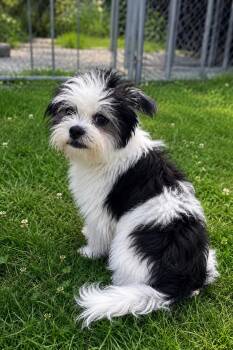 Izzy -  Shih Tzu Dog Available for Adoption in Thomasville, North Carolina - Izzy | PetCurious