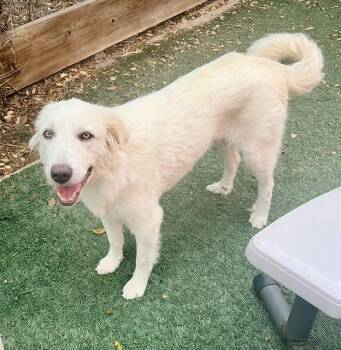 SONNY -  Great Pyrenees Dog for Adoption in Salinas, California - SONNY | PetCurious