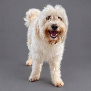 Billy -  Poodle Dog for Adoption in Plaquemine, Louisiana - Billy | PetCurious