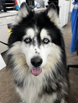 Mixed Breed Dogs Available for Adoption in Dallas, Texas - ALAN | PetCurious