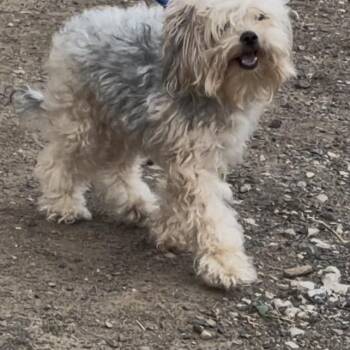 Mixed Breed Dogs Available for Adoption in Philadelphia, Pennsylvania - Wave | PetCurious