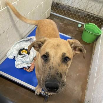 Rescue Black Mouth Cur Dogs for Adoption in Stephenville, Texas - Cobbler | PetCurious