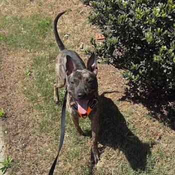 Cattle Dog Dogs Available for Adoption in Blacksburg, Virginia - Floyd | PetCurious