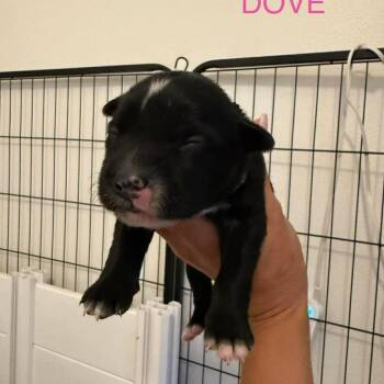 Black Labrador Retriever Dogs Available for Adoption in Tampa, Florida - Dove | PetCurious